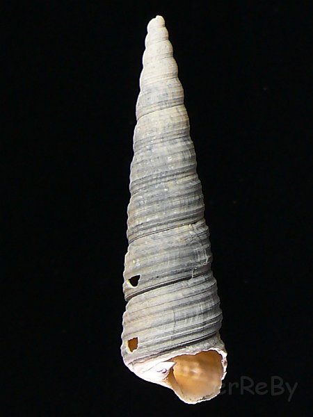 Turritella vermicularis (Brocchi, 1814).JPG